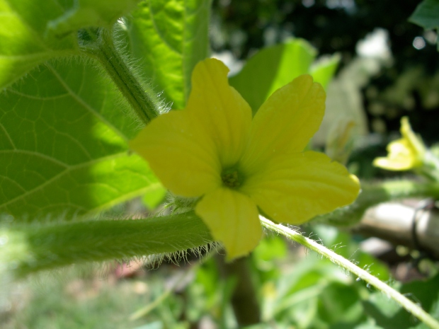 Flower Hairy Cucumber (Bari)